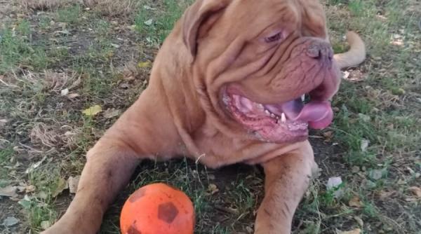 o romanca din italia care si a legat cainele de masa unui bar si l a abandonat adusa in fata justitiei