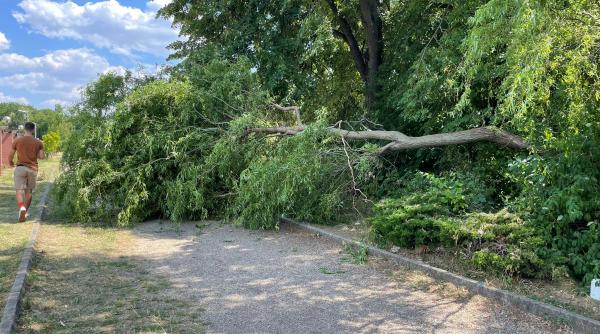 un copac a cazut in herastrau dupa furtuna de ieri o alee a parcului e blocata de aproape 24 de ore iar bucurestenii circula prin iarba galerie foto