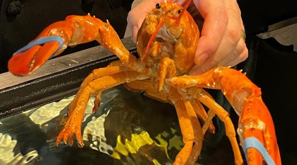 cheddar un homar extrem de rar a fost salvat de la a deveni un festin de lux