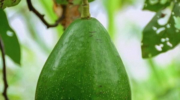 cum sa cresti un copac de avocado acasa incearca doua metode care nu dau gres bucura te de rezultate