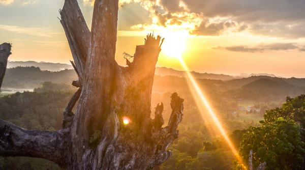 mor padurile zone verzi din intreaga lume cedeaza in fata schimbarilor climatice studiu