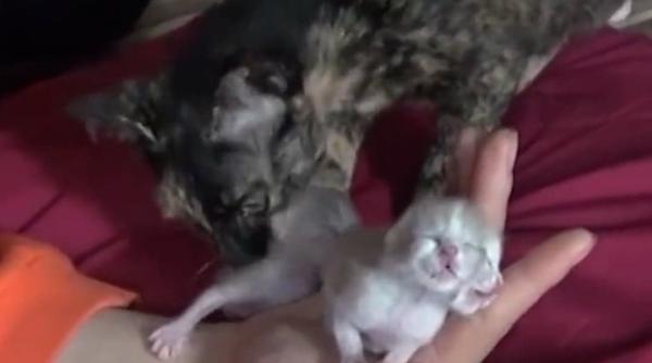 un pui de pisica s a nascut cu doua fete video