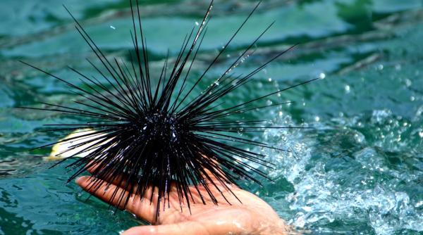 ariciul de mare spaima turistilor pe litoral nu incercati sa extrageti spinii singuri