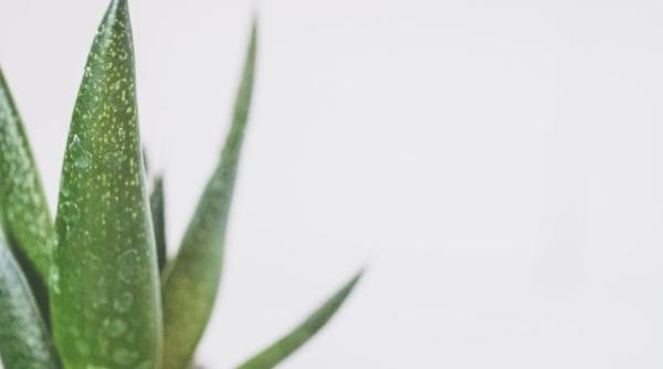 flori si plante care aduc noroc in casa