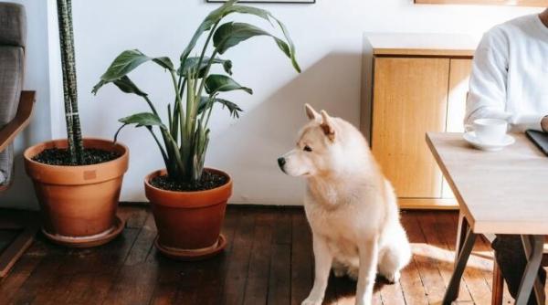 plante otravitoare pentru cainele tau stai departe de urmatoarele plante de interior