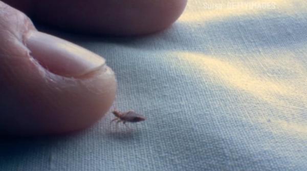 ce faci daca casa ta a fost invadata de plosnite pot sta nemancate ascunse pana la 6 luni