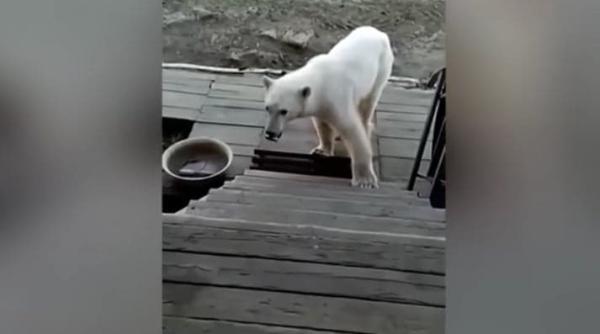 un urs polar a cerut ajutorul oamenilor dupa ce si a prins limba intr o conserva de lapte condensat video