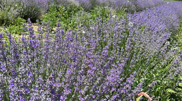 apa de lavanda un adevarat miracol cum sa faci sa fie un puternic aliat in casa ta