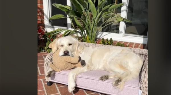 video cu un caine care uraste diminetile