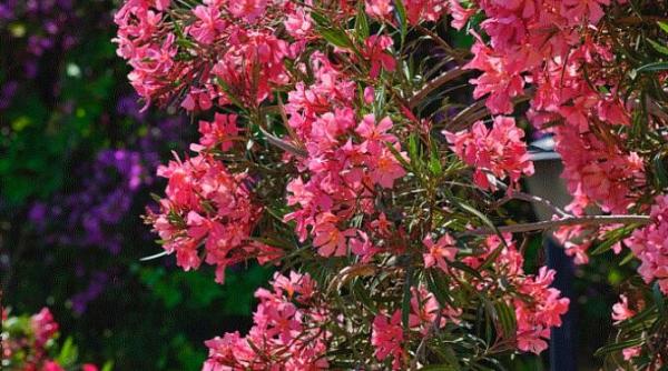 aceste plante de interior iti vor umple casa cu o aroma foarte placuta