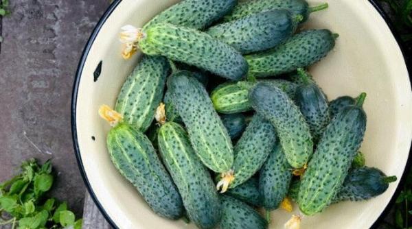 cum bunicele noaste pastrau castravetii mai mult timp trucurile pe care il putem folosi