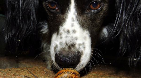 cainii ar putea vedea prin mirosuri ce arata un nou studiu