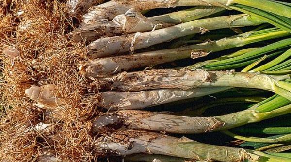 din tulpini de usturoi si cateva oua poti pregati ceva incredibil de delicios