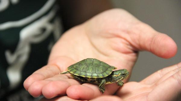 testoase cumparate ilegal online purtatoare de salmonella 15 persoane au fost deja infectate