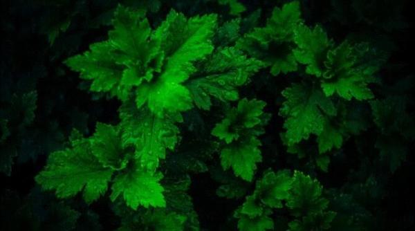 nu aruncati niciodata tulpinile de verdeata iata cum le puteti folosi cinci secrete dezvaluite de bucatari