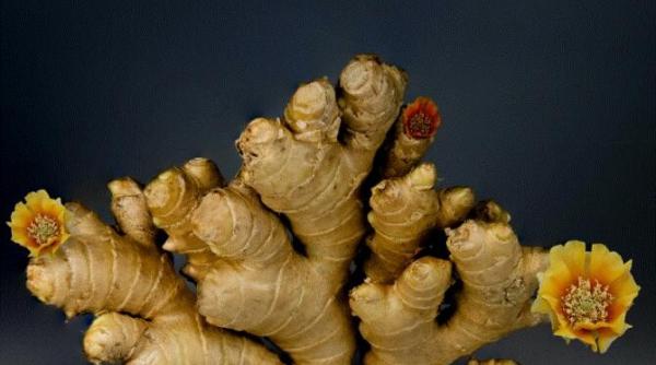 cultiva ghimbir acasa in ghiveci bucura te de savoarea si aroma lui in preparatele culinare