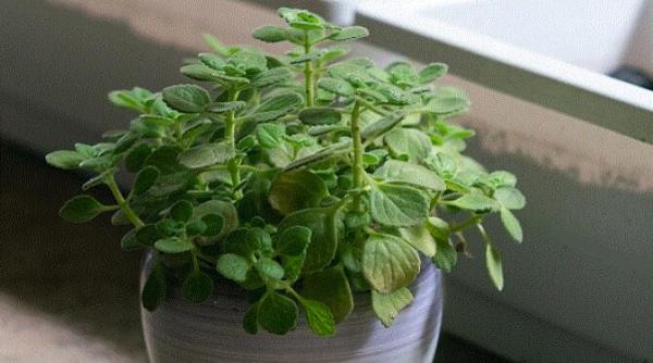 planta pe care trebuie sa o incluzi in alimentatia ta te ajuta sa nu mananci prea mult si sa nu te ingrasi