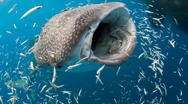 a fost descoperit cel mai mare animal omnivor din lume rechinul balena are 18 metri lungime
