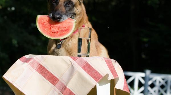 greseli pe care proprietarii de cainii le fac frecvent