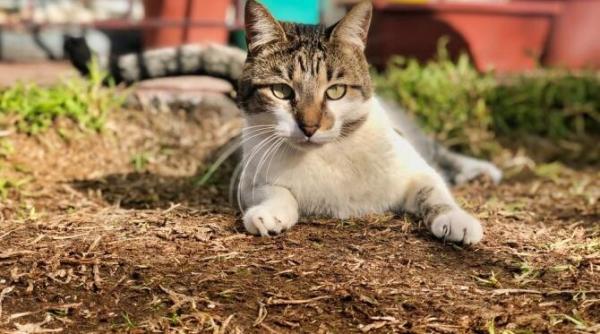 pisica specie alogena invaziva polonia le a pus gand rau micilor feline