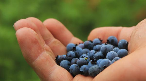 studiu fructele ne fac mai fericiti gustarile sarate intensifica atacurile de panica