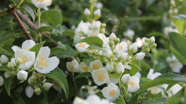 cum ingrijim iasomia din glastra