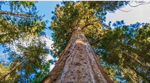 daca te apropii de acest copac faci inchisoare video