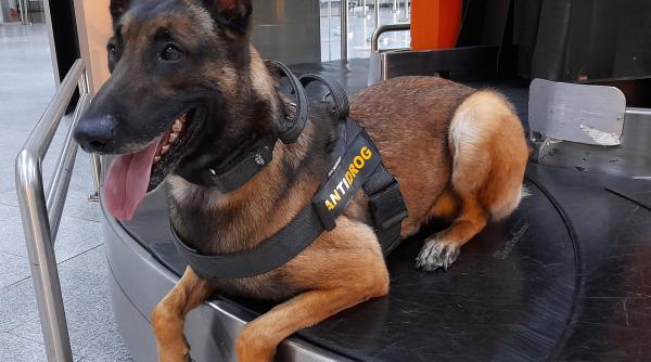 skinny si sky cainii politist cu miros fin spaima traficantilor de droguri la untold 2022