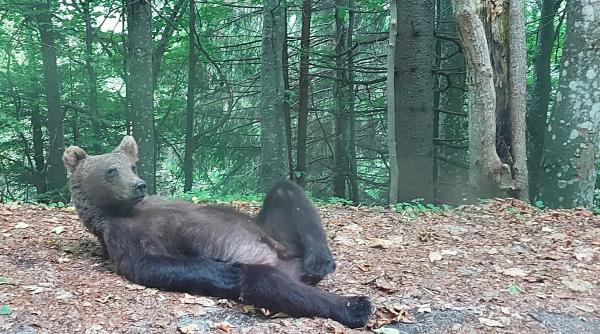 senzatii tari daca mergi in vacanta la lacul sfanta ana ursii se plimba nestingheriti pe marginea drumului galerie foto