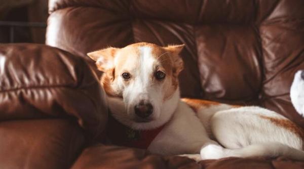 ce inseamna daca un caine iti ia locul cand te ridici