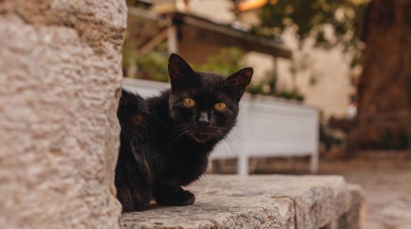 cele mai ciudate superstitii din lume femeile din rwanda nu ar trebui sa manance carne de capra pentru ca