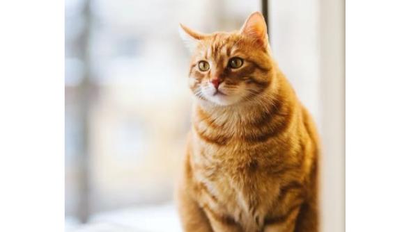 ce inseamna daca pisica ta sta intr o pozitie regala