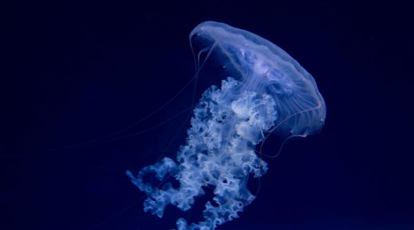 ce patesti daca te inteapa o meduza regula pe care trebuie sa o stii inainte de a merge la mare