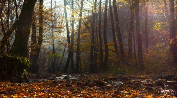 frunzele arborilor de pe muntele tampa au inceput sa se coloreze si sa cada in mijlocul verii care este cauza acestui fenomen