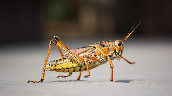 lacustele pot mirosi cancerul studiul care ii face increzatori pe cercetatori ca ar putea depista tumorile in faze incipiente