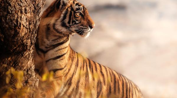 vesti bune despre o specie pe cale de disparitie natalitatea a crescut cu 190prc