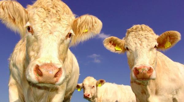 carnea falsa de vita reduce emisiile de carbon insa lasa milioane de oameni fara un loc de munca