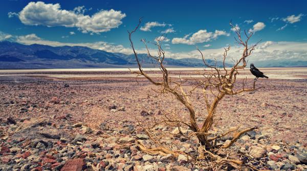 in germania seaca rinul franta se confrunta cu incendii majore de vegetatie iar in portugalia ies la suprafata sate scufundate de 50 de ani cea mai grava seceta din ultimii 500 de ani