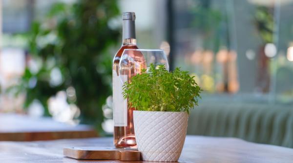 in ce cantitate ajunge vinul sa creasca riscul de cancer la san atentie resveratrolul care aduce beneficii poate fi gasit si in alta bautura mult mai sanatoasa