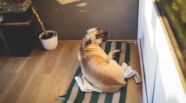 de ce roade mobila catelul tau