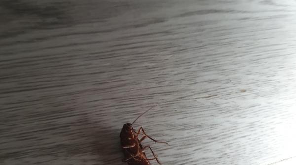 trei sfaturi practice pentru combaterea gandacilor din apartament