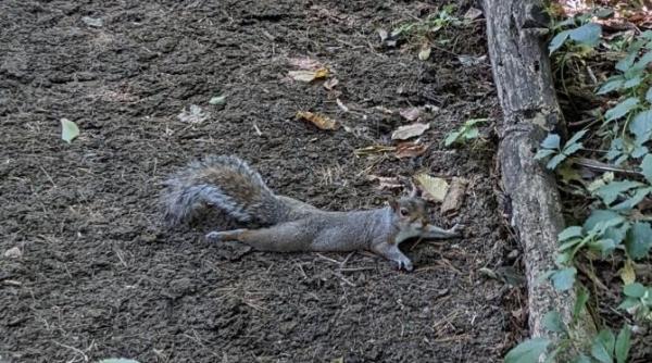 parcurile din new york s au umplut de veverite intepenite la sol explicatia veterinarilor este posibil sa aduca un nou cuvant in dictionarele din toata lumea