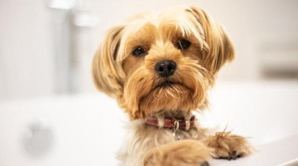 ce inseamna daca vine dupa tine catelul tau chiar si la baie