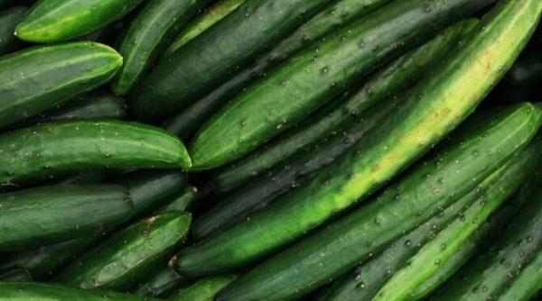 castraveti umpluti cu salata de ton reteta unui aperitiv spectaculos