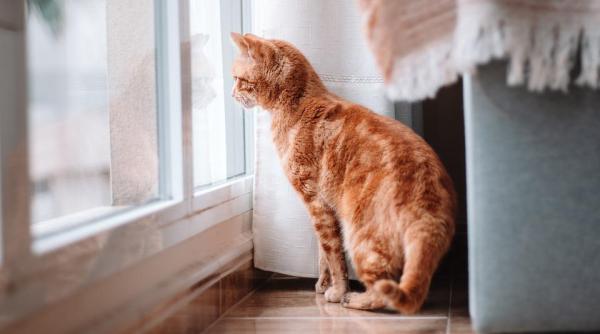 lockdown de trei luni pentru pisici in ce oras s a intamplat si de ce