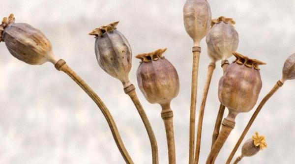 sapun cu seminte de mac facut in casa se face simplu este ieftin si ofera multa satisfactie