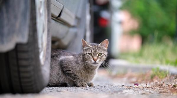 a dezasamblat o masina ca sa poata salva un pui de pisica