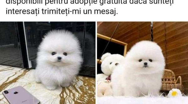 escrocherie cu catei spre adoptie care costa daca nu vrei in felul meu atunci uita