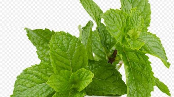 miros urat in casa cumpara doua plante ieftine cu un parfum incantator si problema va ramane o amintire