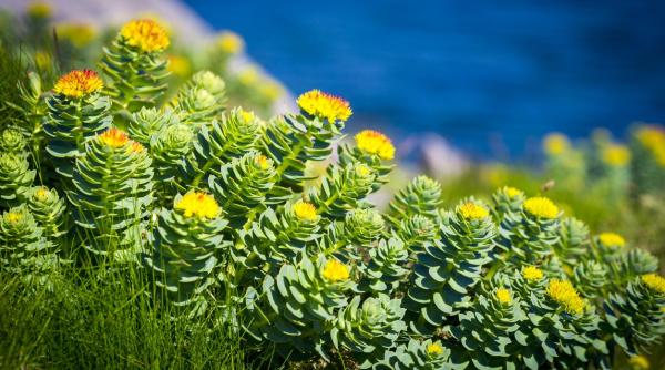 un extract natural poate fi solutia pentru bolnavii de diabet de tip ii